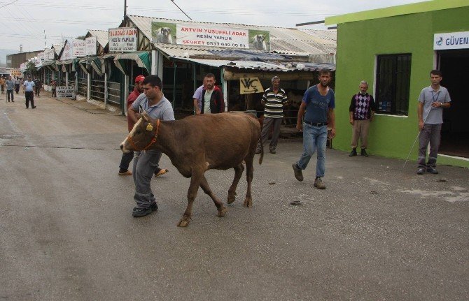 Bursa Da Kurban Pazarlari Canlaniyor Bursa Com