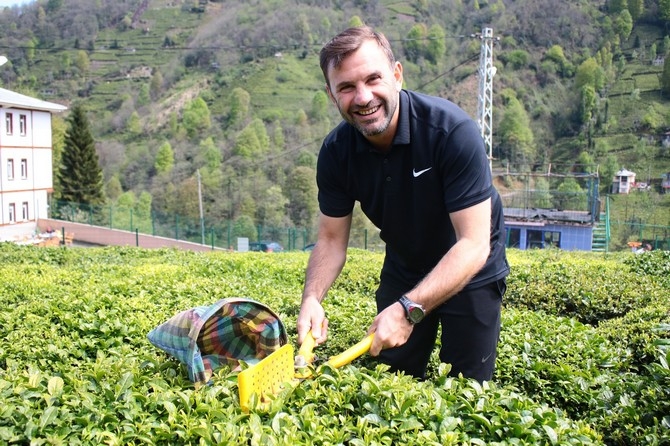 Okan Buruk Rize'de Çay Bahçesinde Çay Topladı 5