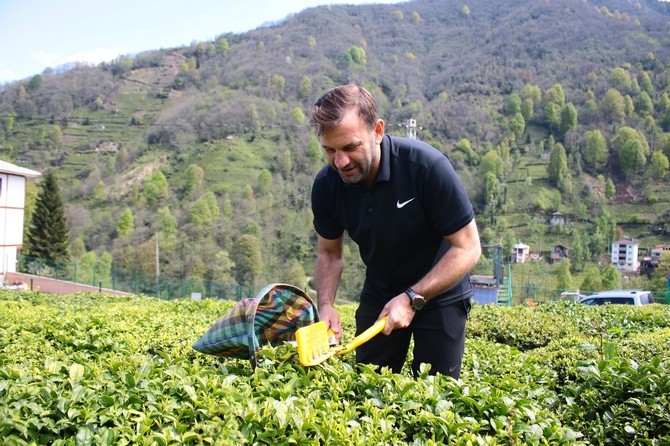 Okan Buruk Rize'de Çay Bahçesinde Çay Topladı 8