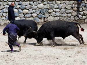Boğa Güreşlerinde Onu Hakemler Bile Arenadan Uzaklaştıramadı