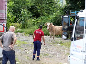 Rize'de kaçan boğalar sahiplerine zor anlar yaşattı