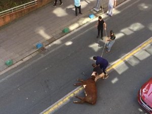 Rize'de kaçan boğa şehrin altını üstüne getirdi
