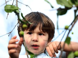 Rize'de kışın meyve veren erik ve karayemiş ağaçları şaşırttı
