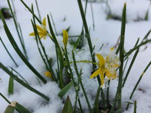 Rize'nin yüksek kesimlerine kar yağdı