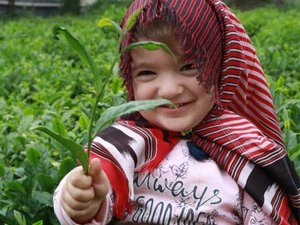 2020 Yılı Yaş Çay Sezonu Başladı