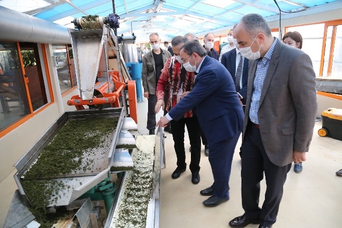 Vali Çeber ve Belediye Başkanı Metin yaş çay topladı 12