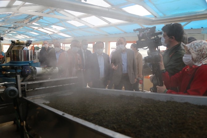 Vali Çeber ve Belediye Başkanı Metin yaş çay topladı 20
