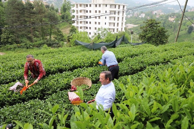 Vali Çeber ve Belediye Başkanı Metin yaş çay topladı 23