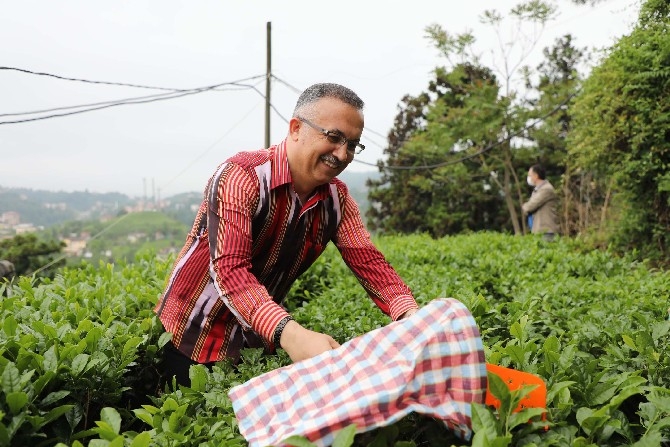 Vali Çeber ve Belediye Başkanı Metin yaş çay topladı 25