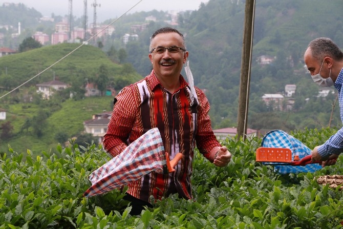 Vali Çeber ve Belediye Başkanı Metin yaş çay topladı 3