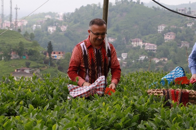 Vali Çeber ve Belediye Başkanı Metin yaş çay topladı 4