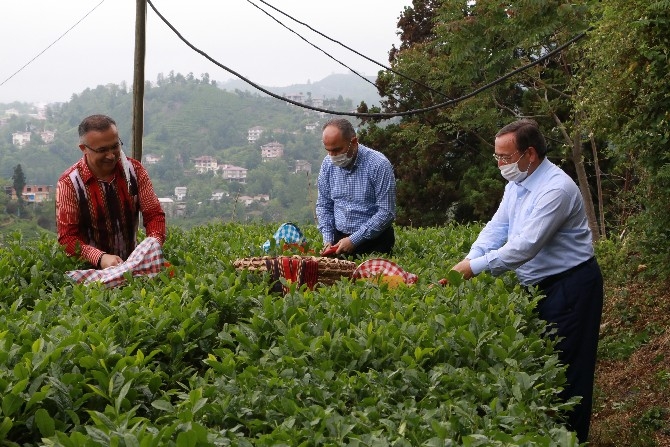 Vali Çeber ve Belediye Başkanı Metin yaş çay topladı 5