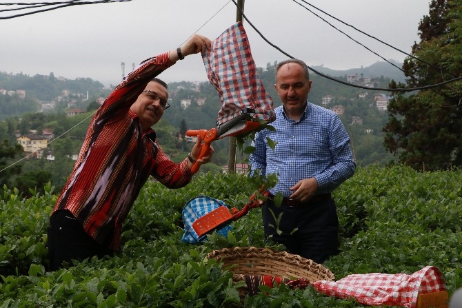 Vali Çeber ve Belediye Başkanı Metin yaş çay topladı 6