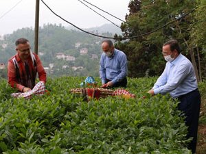 Vali Çeber ve Belediye Başkanı Metin yaş çay topladı