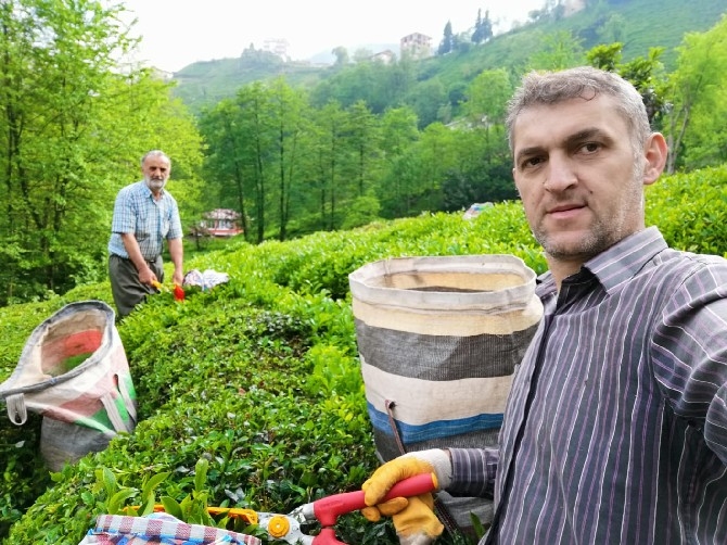 4 Günlük Yasaktan Muaf Tutulan Çay Üreticisi Bahçeye İndi 2