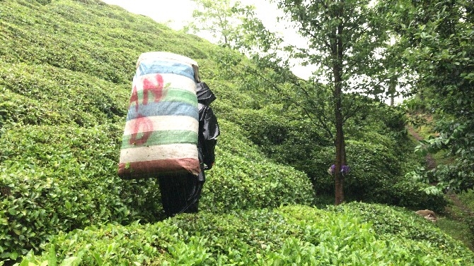 4 Günlük Yasaktan Muaf Tutulan Çay Üreticisi Bahçeye İndi 5