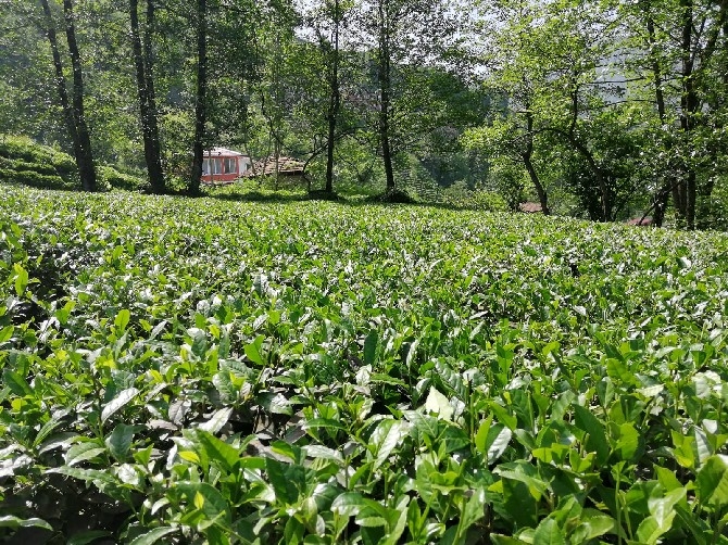 4 Günlük Yasaktan Muaf Tutulan Çay Üreticisi Bahçeye İndi 6