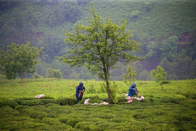 Çay üreticileri bayramı bahçelerinde çalışarak geçiriyor 1