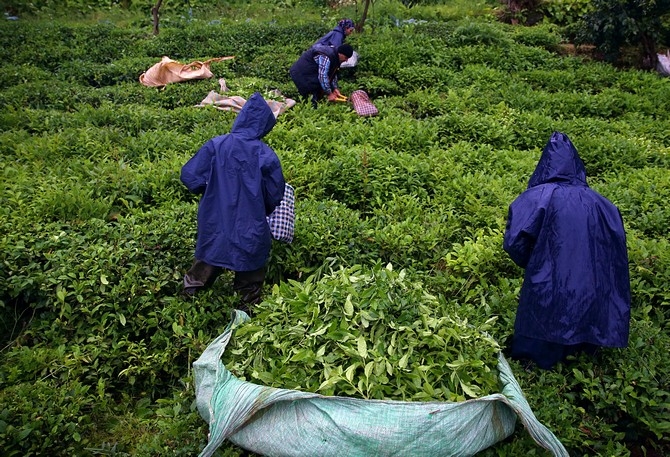 Çay üreticileri bayramı bahçelerinde çalışarak geçiriyor 10