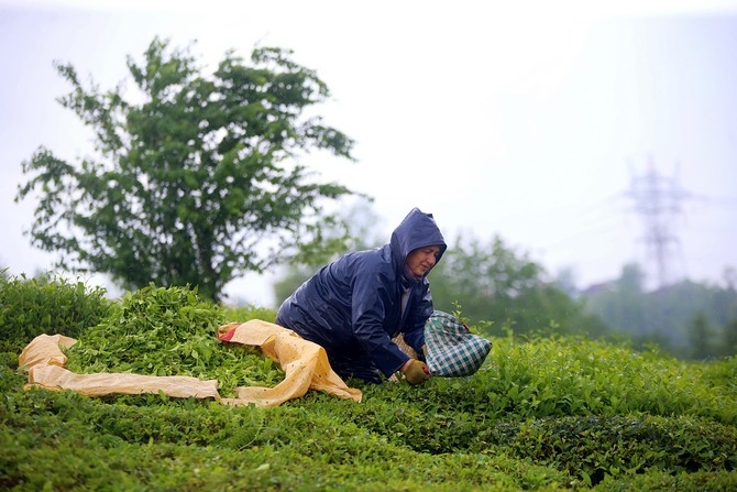 Çay üreticileri bayramı bahçelerinde çalışarak geçiriyor 12