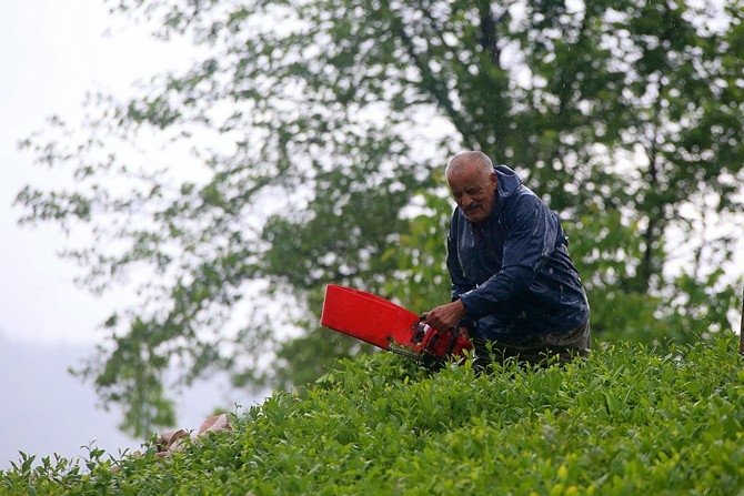 Çay üreticileri bayramı bahçelerinde çalışarak geçiriyor 13