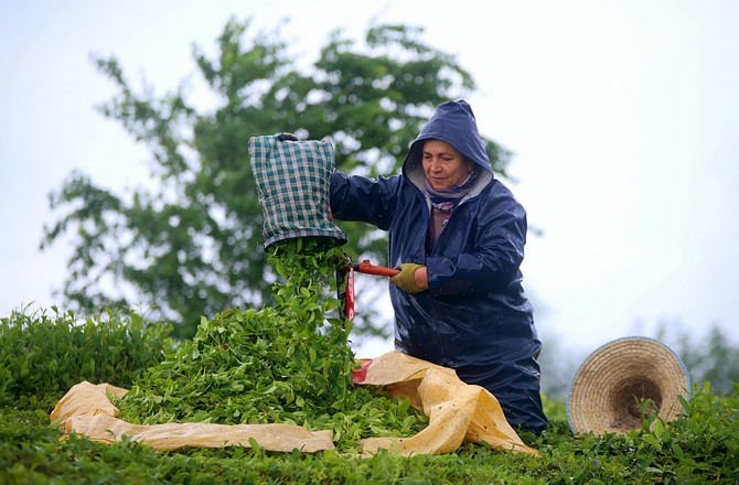 Çay üreticileri bayramı bahçelerinde çalışarak geçiriyor 2