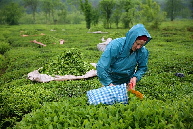 Çay üreticileri bayramı bahçelerinde çalışarak geçiriyor 3