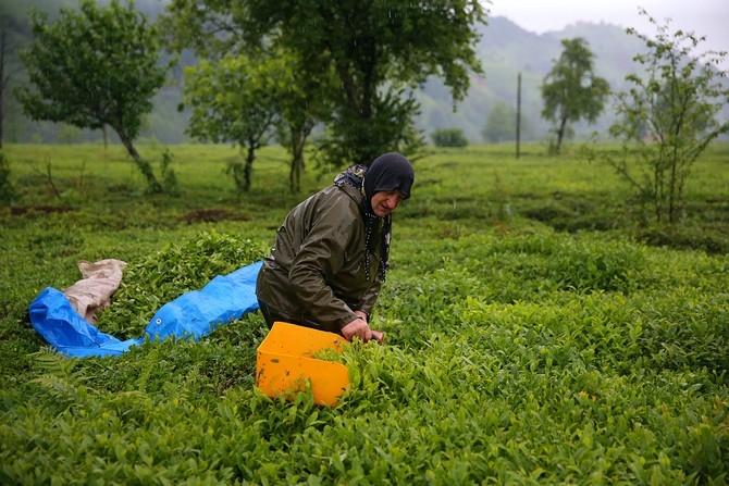 Çay üreticileri bayramı bahçelerinde çalışarak geçiriyor 4