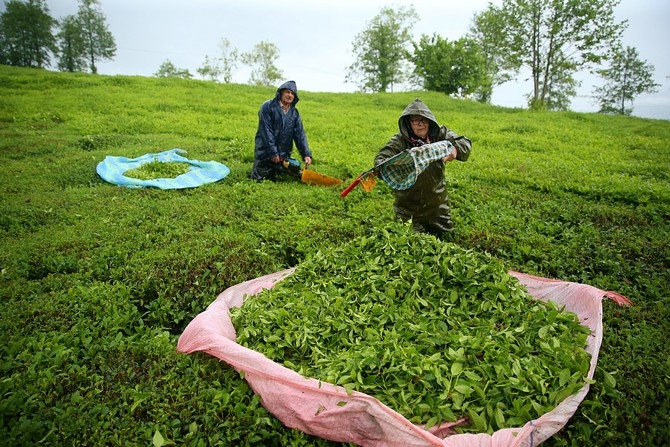 Çay üreticileri bayramı bahçelerinde çalışarak geçiriyor 5