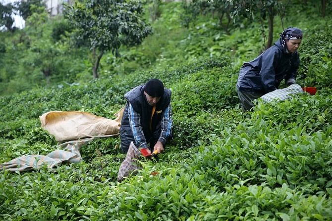 Çay üreticileri bayramı bahçelerinde çalışarak geçiriyor 7