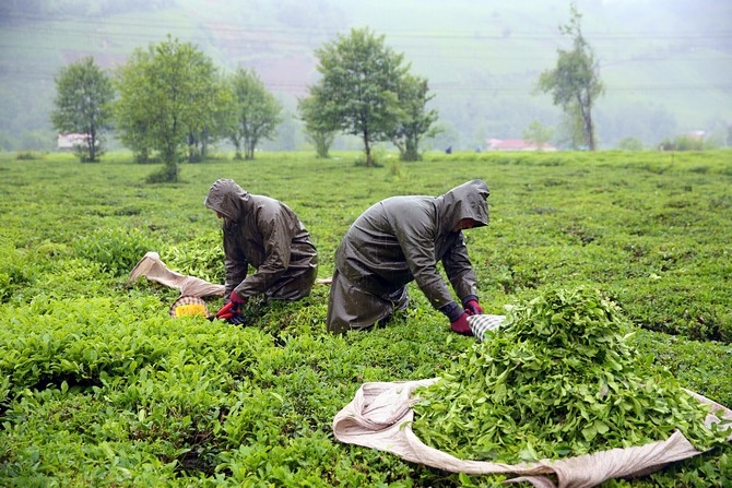 Çay üreticileri bayramı bahçelerinde çalışarak geçiriyor 8