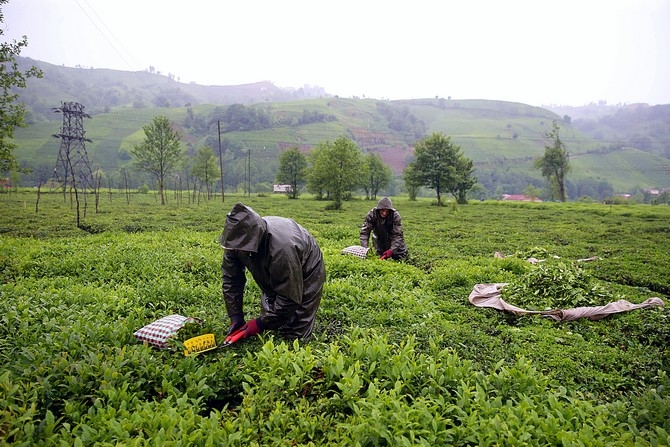Çay üreticileri bayramı bahçelerinde çalışarak geçiriyor 9