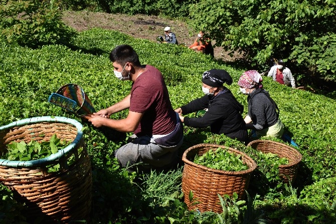 Ordulu fındık üreticileri imece usulü çay hasadına başladı 11