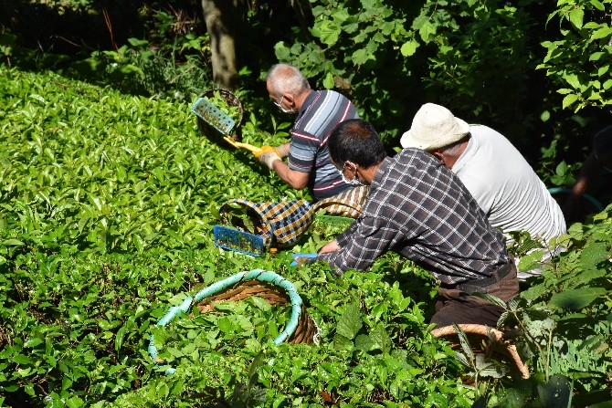 Ordulu fındık üreticileri imece usulü çay hasadına başladı 12