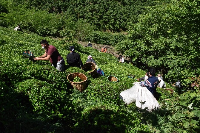 Ordulu fındık üreticileri imece usulü çay hasadına başladı 13
