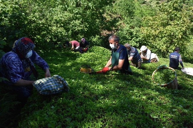 Ordulu fındık üreticileri imece usulü çay hasadına başladı 17