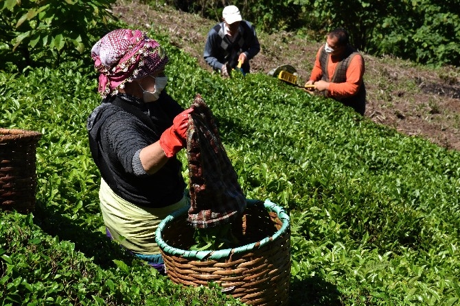 Ordulu fındık üreticileri imece usulü çay hasadına başladı 18