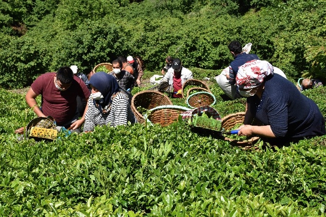 Ordulu fındık üreticileri imece usulü çay hasadına başladı 19