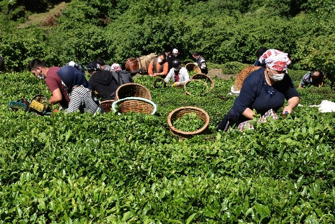 Ordulu fındık üreticileri imece usulü çay hasadına başladı 2