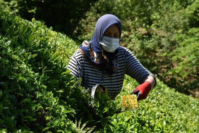 Ordulu fındık üreticileri imece usulü çay hasadına başladı 3