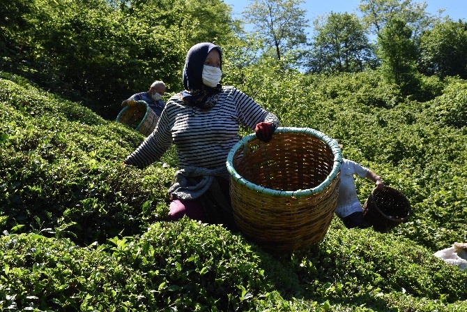 Ordulu fındık üreticileri imece usulü çay hasadına başladı 8