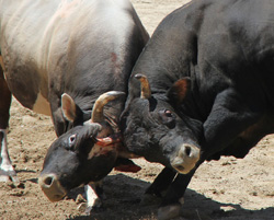 Ayder Festivali Boğa Güreşleriyle Sona Erdi