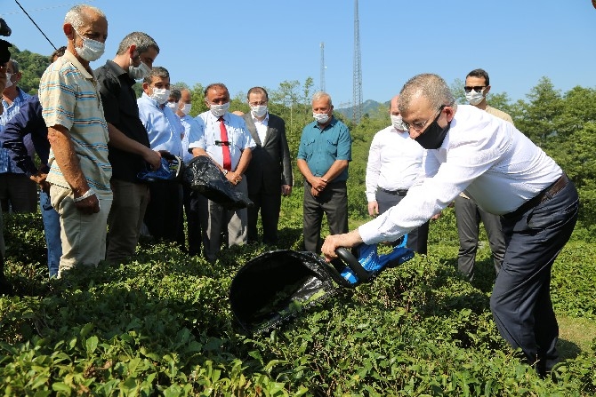 Borçka'da çay üreticilerine çay toplama makinesi dağıtıldı 5