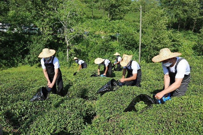 Borçka'da çay üreticilerine çay toplama makinesi dağıtıldı 7