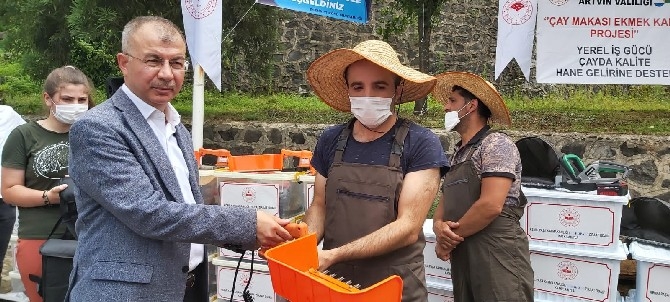 Artvin'de çay hasadına yerli iş gücü desteği 3