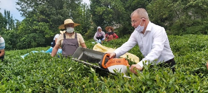 Artvin'de çay hasadına yerli iş gücü desteği 5