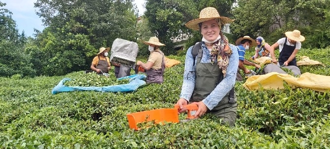Artvin'de çay hasadına yerli iş gücü desteği 6