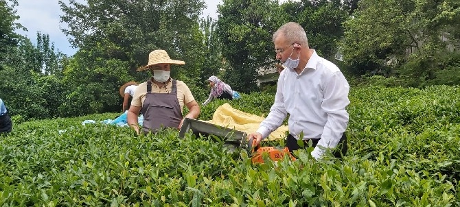 Artvin'de çay hasadına yerli iş gücü desteği 8