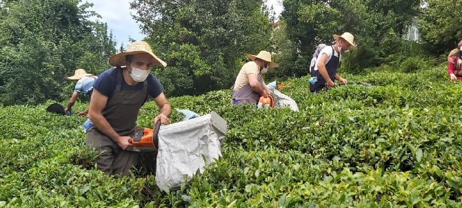 Artvin'de çay hasadına yerli iş gücü desteği 9