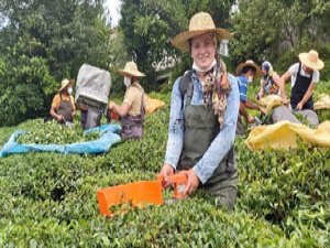 Artvin'de çay hasadına yerli iş gücü desteği